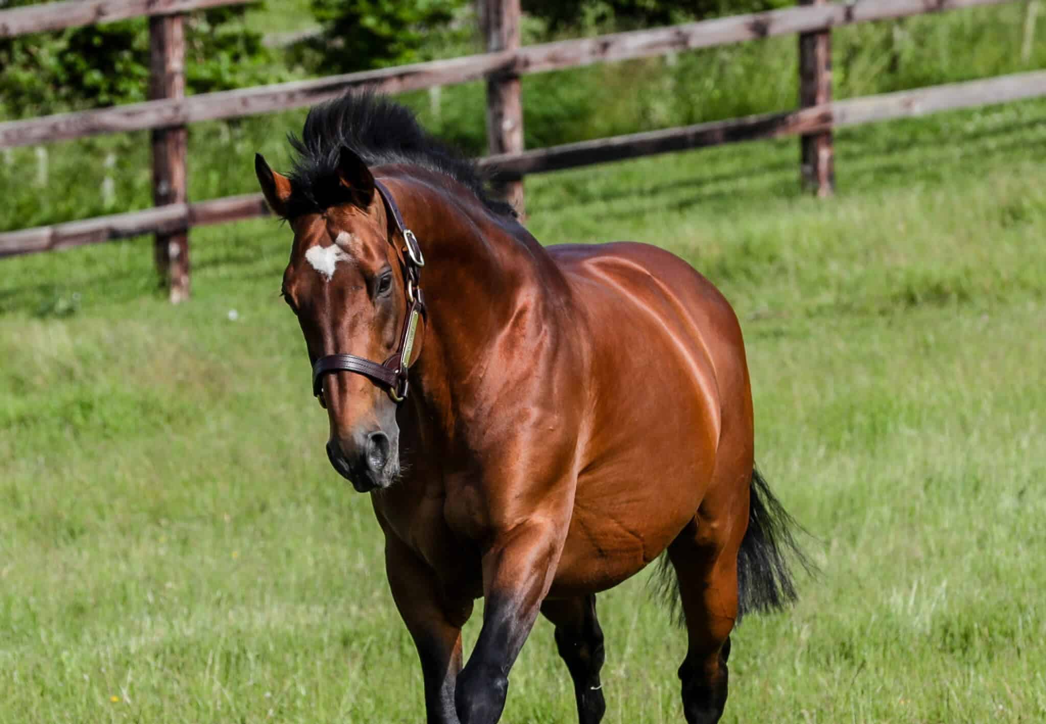 Nathaniel scores with a new Stakes winner in Nationalista Newsells